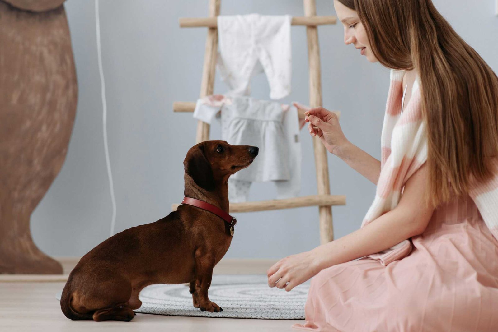 Best Dog Treats: Top Choices for Healthy and Happy Dogs
